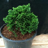 Chamaecyparis obt. 'Elf' 5–10 cm