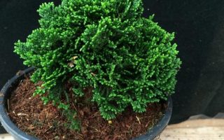 Chamaecyparis obt. 'Elf' 5–10 cm