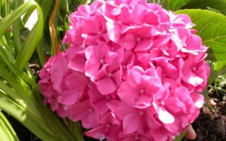 Hydrangea macr. ´King George V.´ 35–40 K1,5