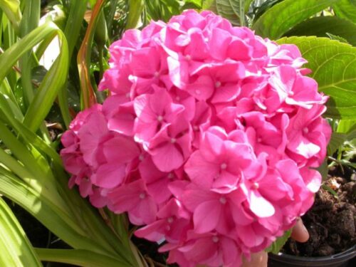 Hydrangea macr. ´King George V.´ 35–40 K1,5 - Obrázek 1
