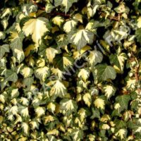 Hedera helix ´Goldheart´ 40R K2vyvazov