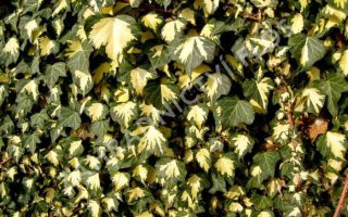 Hedera helix ´Goldheart´ 40R K2vyvazov