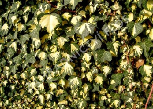 Hedera helix ´Goldheart´ 40R K2vyvazov - Obrázek 1