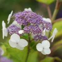 Hydrangea aspera ´Goldrush´ 30+ K3