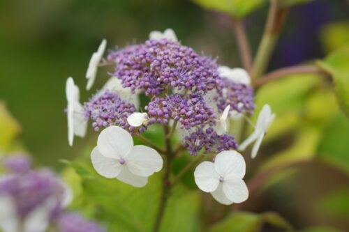 Hydrangea aspera ´Goldrush´ 30+ K3 - Obrázek 1