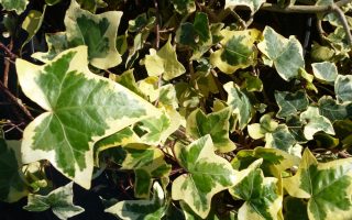 Hedera helix ´Goldchild´ 40R K2vyvazov