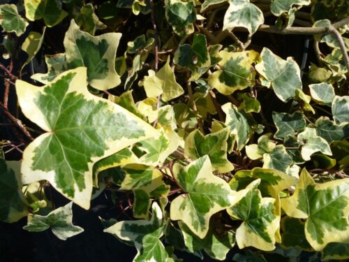 Hedera helix ´Goldchild´ 40R K2vyvazov - Obrázek 1