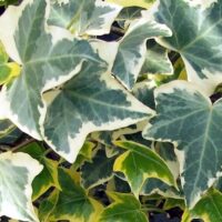 Hedera helix ´Eva´ 40R K2vyvazov