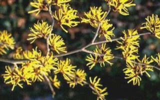 Hamamelis interm. ´Westerstede´ 40–60 K12 FP