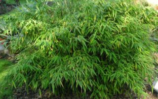 Fargesia mur. ´Asian Art´® 30–40 K2