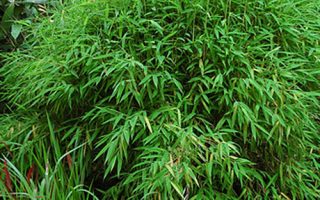 Fargesia murilae 30–50 K2,5