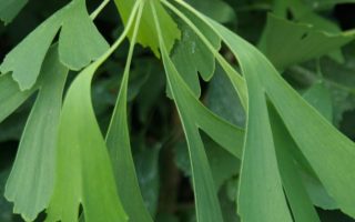 Ginkgo biloba ´Saratoga´ 100–125 Kvřeteno