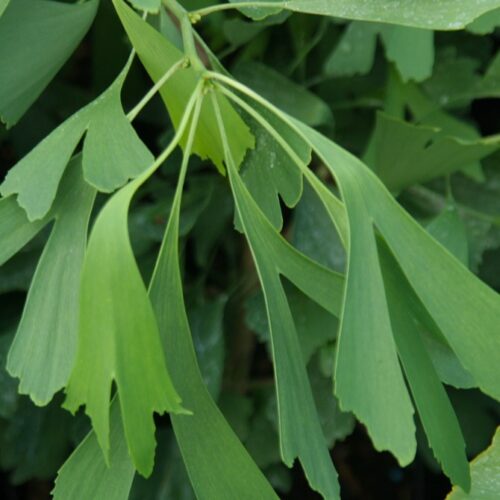 Ginkgo biloba ´Saratoga´ 100–125 Kvřeteno - Image 1
