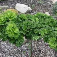 Ginkgo biloba 'Troll'