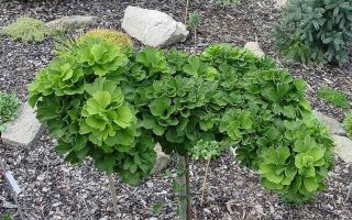 Ginkgo biloba 'Troll'