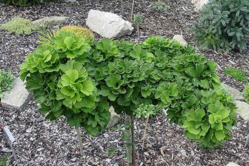 Ginkgo biloba 'Troll' - Obrázek 1