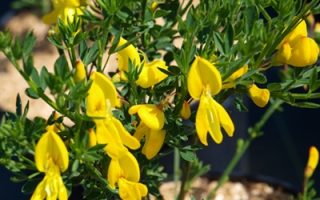 Cytisus ´Luna´ 60 KM K5