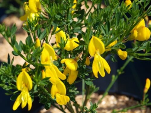Cytisus ´Luna´ 60 KM K5 - Obrázek 1