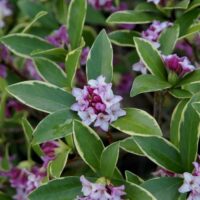 Daphne odora ´Aureomarginata´ 20–25 K2