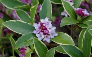 Daphne odora ´Aureomarginata´ 20–25 K2