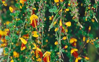 Cytisus ´Andreanus Splendens´ 60 KM K5