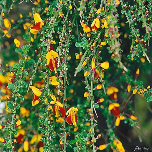 Cytisus ´Andreanus Splendens´ 60 KM K5 - Obrázek 1
