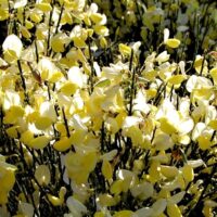 Cytisus ´Dukaat´ 20–30 K1,5