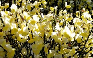 Cytisus ´Dukaat´ 20–30 K1,5