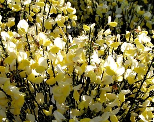 Cytisus ´Dukaat´ 20–30 K1,5 - Obrázek 1