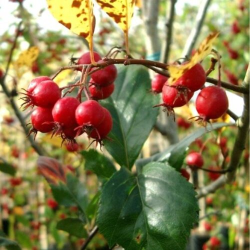 Crataegus pinnatifida ´Major´ 200–250 Ksem. - Obrázek 1