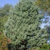 Cupressus arizonica 'Glauca' - Kontejner 10 l, v. 100-125 cm