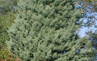 Cupressus arizonica 'Glauca'