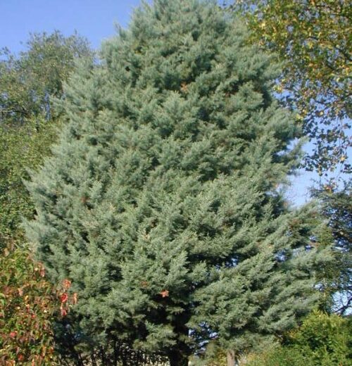 Cupressus arizonica 'Glauca' - Image 1