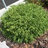 Cryptomeria japonica ´Little Champion' - Keř - kontejner 2,5 l, v. 15-20 cm