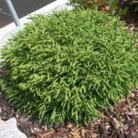 Cryptomeria japonica ´Little Champion'