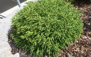 Cryptomeria japonica ´Little Champion'