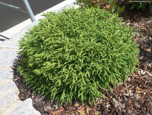 Cryptomeria japonica ´Little Champion' - Obrázek 1