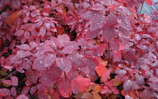 Cotinus cogg. ´Grace´® 20–30 K2,5