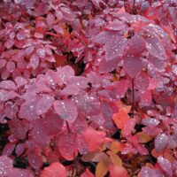 Cotinus cogg. ´Grace´® 20–30 K2,5