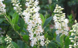 Clethra alnifolia 30–40 K3