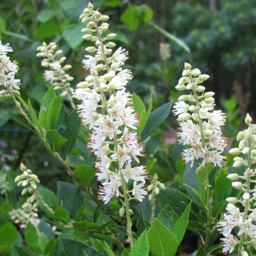 Clethra alnifolia 30–40 K3 - Obrázek 1