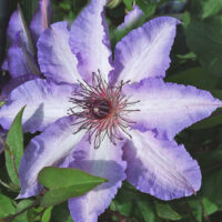 Clematis ´Misay´ 40+R K2