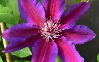 Clematis ´Fireworks´ 40+R K2červeno F