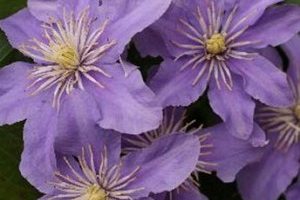 Clematis ´Maksymilian Kolbe´ 40+R K2