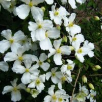 Clematis montana ´Grandiflora´ 40R K2