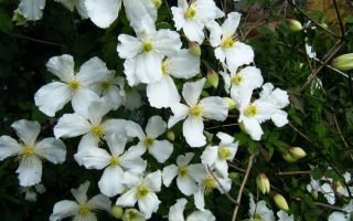 Clematis montana ´Grandiflora´ 40R K2