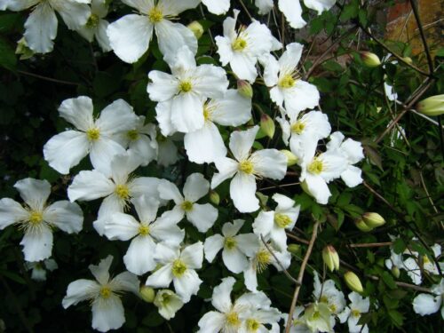 Clematis montana ´Grandiflora´ 40R K2 - Obrázek 1