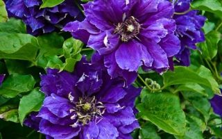 Clematis ´ Shin–shigyoku´ 40+R K2