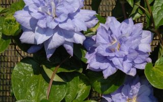 Clematis ´Mazury´ 40R K2