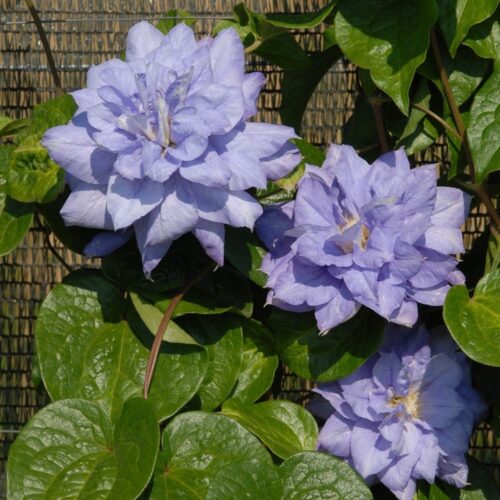 Clematis ´Mazury´ 40R K2 - Obrázek 1